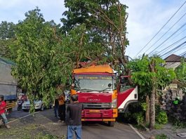 Pohon Perindang Tumbang Timpa Truk Tronton di Kediri