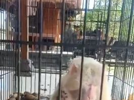 Monyet Putih Terluka di Pura Selonding Kondisinya Disebut Membaik
