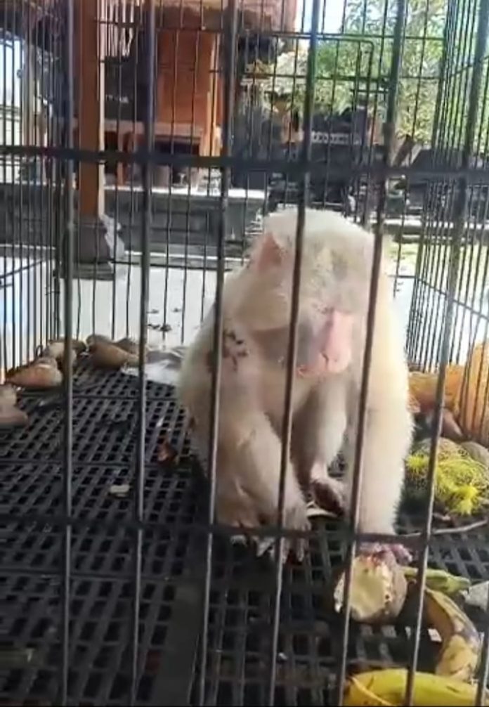 Monyet Putih Terluka di Pura Selonding Kondisinya Disebut Membaik