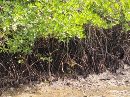 Sampah Disebut Masih Hiasi Hutan Mangrove