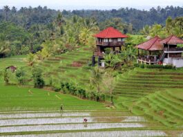 Panduan Lengkap Liburan ke Bali untuk Pemula | BaliUpdate.id